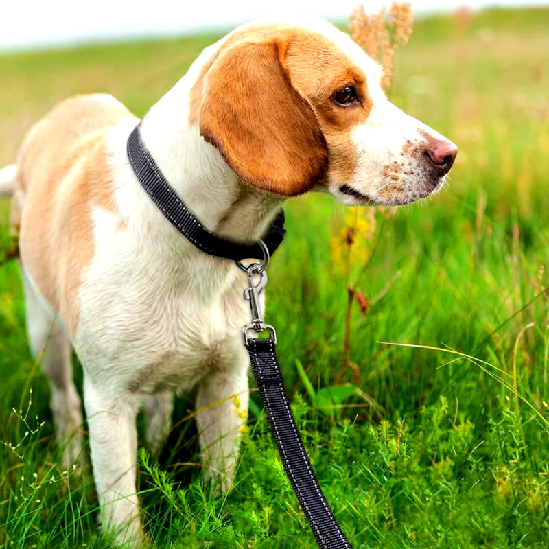 Reflecterende hondenriem