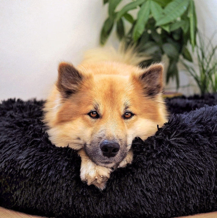 Fluffy Plus Hondenmand – Het Origineel