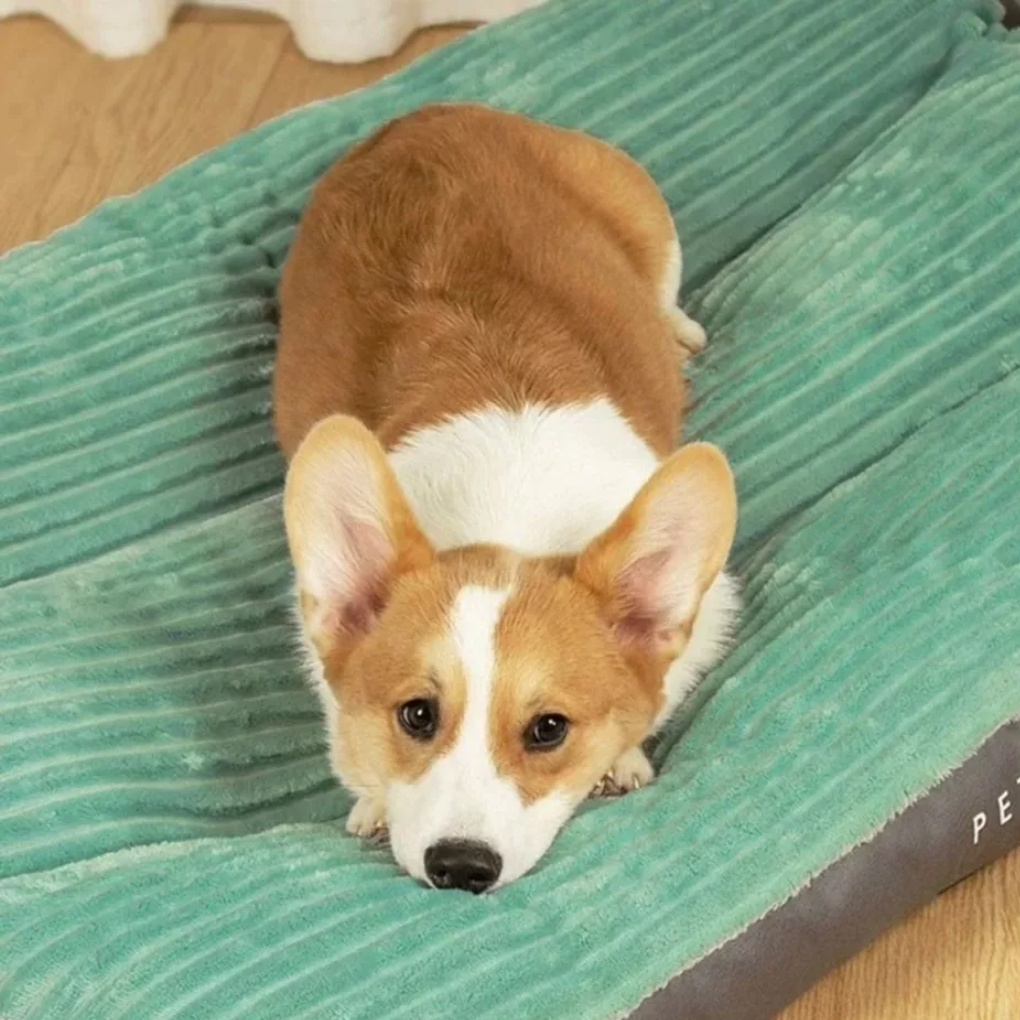 Hondenkussen voor rust en ontspanning