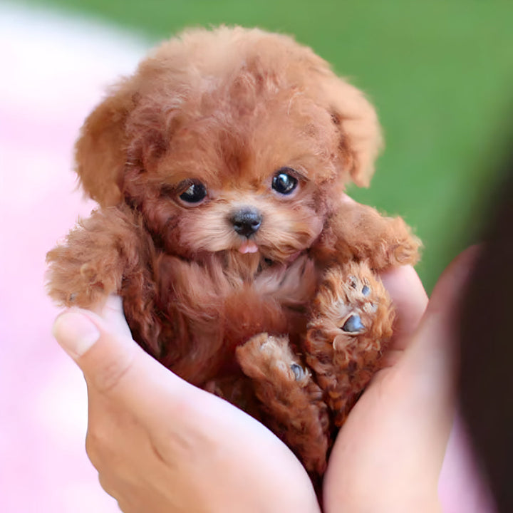 Robot-puppy speelgoed | Loopt, blaft en reageert