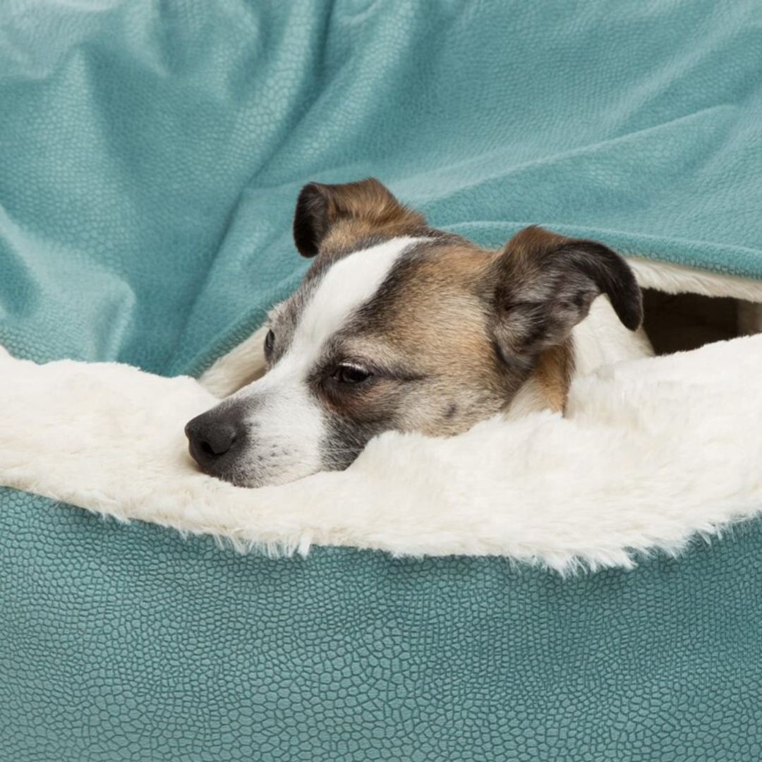 Winterhol voor Honden - SnuggleNest Winter