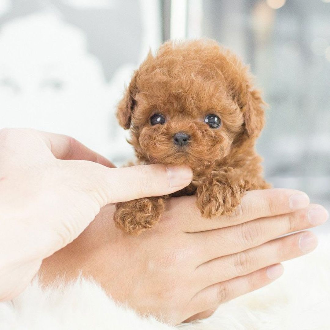 Realistische pluche hond knuffel voor kinderen met zachte krullende vacht en levensechte details, wandelend