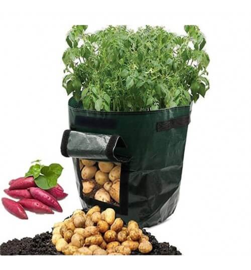 Aardappelen telen thuis: slimme aardappelplantzak voor terras en balkon